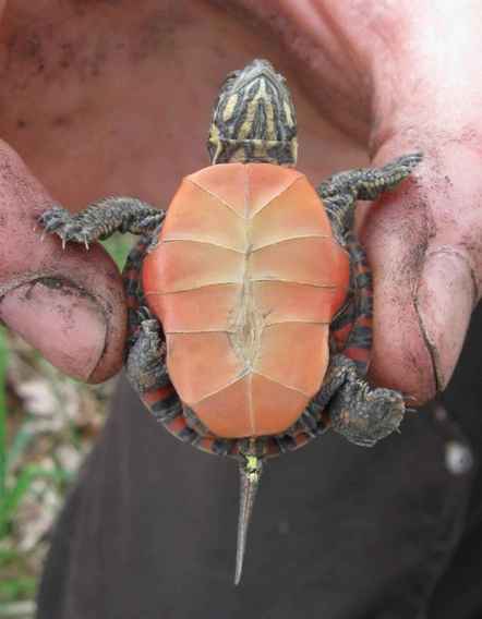baby-painted-turtle-chrysemys-picta